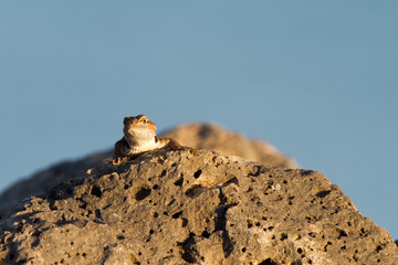 Side-blotched Lizard peeks over a rock at dawn