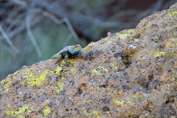 Desert Spiny Lizard crawls on a colorful rock in Mojave National Preserve