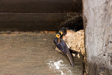 Hirondelles au nid © Jean-Marie MAILLET