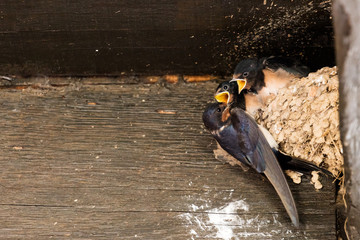Hirondelles au nid © Jean-Marie MAILLET