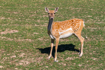 Damhirsch Weibchen.