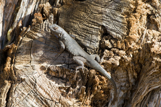 Lizard on a dead tree in Mojave National Preserve