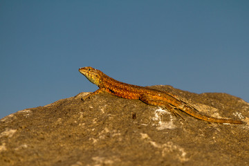 Side-blotched Lizard at Sand Hollow State Park in southern Utah