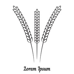 Three wheat spikelet on white background