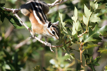 Least Chipmunk stretches for an acorn on the north rim of the Grand Canyon