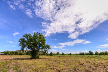 Fototapeta na wymiar Tree with blue sky at countryside.