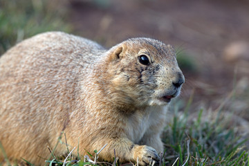 Black-tailed Prairie Dog in the Texas Panhandle