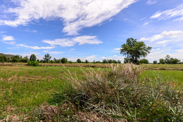 Fototapeta na wymiar Dried grass and tree with blue sky at countryside.