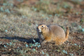 Black-tailed Prairie Dog in the Texas Panhandle