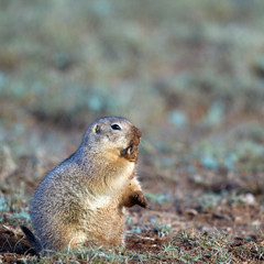 Naklejka na ściany i meble Black-tailed Prairie Dog muddy from digging in dirt in the Texas Panhandle