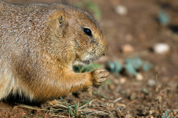 Black-tailed Prairie Dog eats a grass stem in the Texas Panhandle