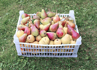 Harvest of pears in box