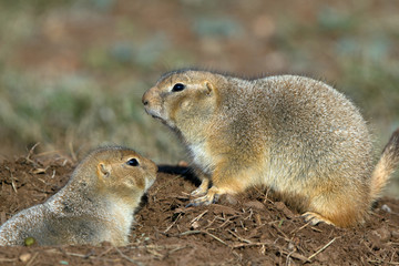 Naklejka na ściany i meble Two Black-tailed Prairie Dogs outside their burrow in the Texas Panhandle