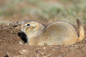 Black-tailed Prairie Dog rests in his burrow in the Texas Panhandle