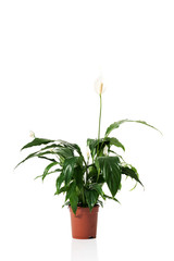 Lily plant in a pot