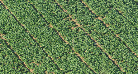 Cabbage field