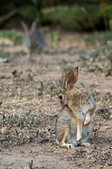Desert Cottontail preens in Bonelli Regional Park near Los Angeles, California