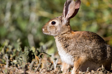 Desert Cottontail in Bonelli Regional Park near Los Angeles, California