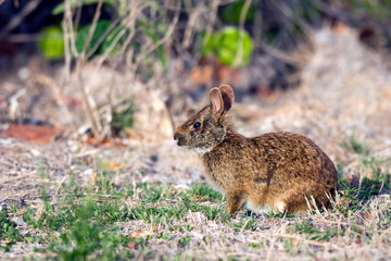 Marsh Rabbit in Everglades National Park in south Florida