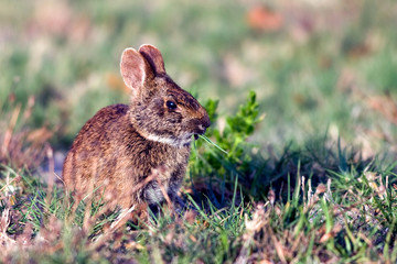 Marsh Rabbit in Everglades National Park in south Florida