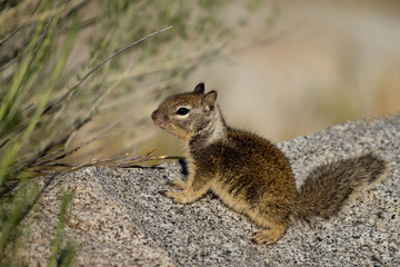 Naklejka na ściany i meble Baby California Ground Squirrel near the Kern River in the southern Sierra Nevada