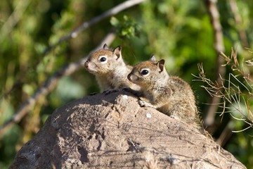Naklejka na ściany i meble Two baby California Ground Squirrels explore the world outside their nest burrow