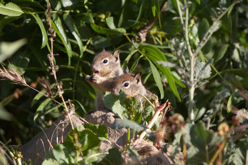 Naklejka na ściany i meble Two baby California Ground Squirrels explore the world outside their nest burrow