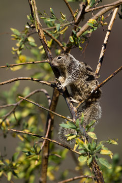 Adult California Ground Squirrel high in a tree near the Pacific coast