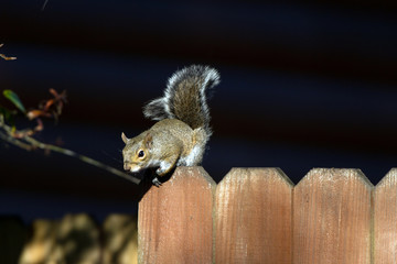 Eastern Gray Squirrel about to jump from a wooden fence at dawn
