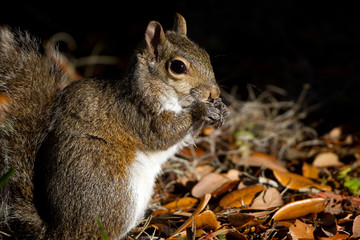 Eastern Gray Squirrel eats his breakfast at dawn in Florida