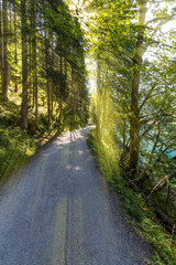 Late summer sunlight breaking through the trees at a mystical lane