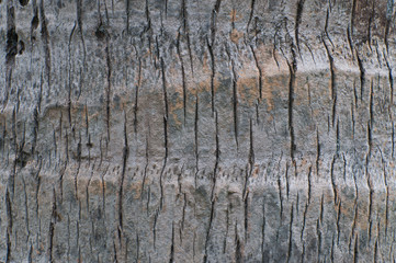 Obraz premium Coconut Palm Tree truck