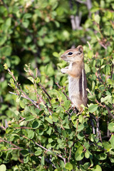 Naklejka na ściany i meble Golden-mantled Ground Squirrel stands straight and tall in a tree in southern Utah