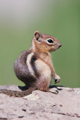 Naklejka na ściany i meble Golden-mantled Ground Squirrel in southern Utah