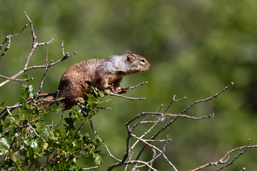 Rock Squirrel in the Kolob Canyons section of Zion National Park in Utah