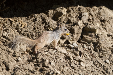 Rock Squirrel in the Sangre de Cristo Mountains of New Mexico