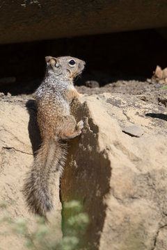 Rock Squirrel in the Sangre de Cristo Mountains of New Mexico