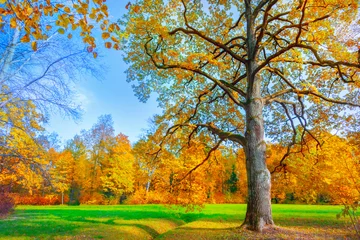 Fotobehang Herfst Autumn landscape