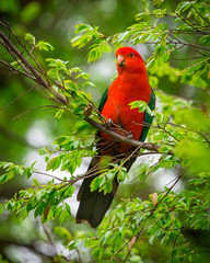 King parrot