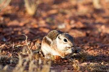 Naklejka na ściany i meble White-tailed Antelope Squirrel feeds at dawn in southern Utah