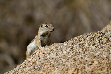 Naklejka na ściany i meble White-tailed Antelope Squirrel in Joshua Tree National Park in Californi