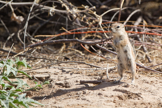 Female White-tailed Antelope Squirrel stands on hind legs to inspect the photographer