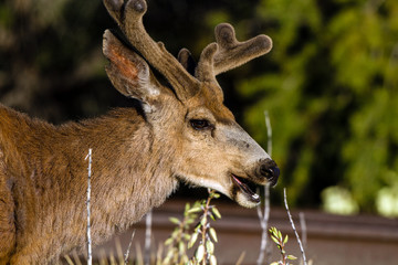 Mule Deer eats yucca flowers beside a railroad at dawn