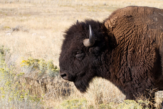 American Bison or Buffalo in Antelope Island State Park in Utah