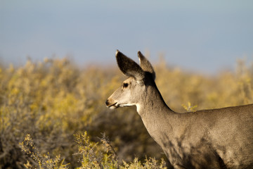 Mule Deer in a field of tall grasses in autumn