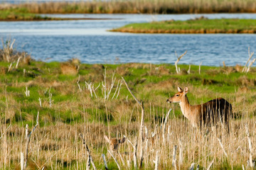 Two White-tailed Deer in a marsh beside a river