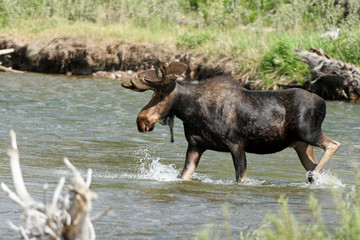A large bull Moose splashes in the Gros Ventre River inside Grand Teton National Park