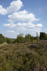 Lüneburger Heide - Heidelandschaft in der Nähe von Egestorf