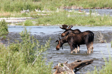 Two Moose stand in the Gros Ventre River inside Grand Teton National Park