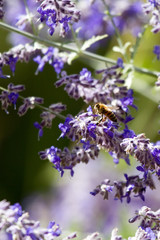 Honeybee in purple flowers of a Russian Sage in Santa Fe, New Mexico